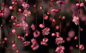 Search more natures wallpaper wallpapers at related section or right panel. Pink Flower Desktop Wallpapers Wallpaper Cave