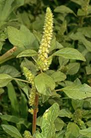 Image result for Amaranthus hybridus