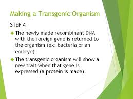 Transgenic organisms or genetically modified organisms (gmos) are known to all living beings whose genetic material has been adulterated by human intervention as a result of genetic engineering. Transgenic Organisms What Is A Transgenic Organism Transgenic