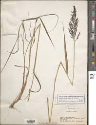 Image result for Setaria longiseta