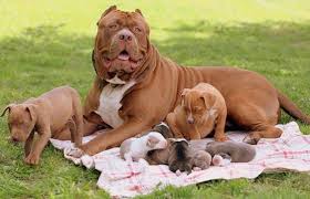 They go into heat seasonally, spring and fall, and may go into heat several times during the season. When Do Pitbulls Have Their First Heat Off 71 Www Usushimd Com
