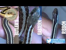 Garter snakes are harmless, very common and feed on slugs, leeches, insects and small rodents in north american gardens. Garter Snakes Have Teeth And Yes They Bite What To Know