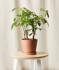 Do not let temp getting colder than 30 degrees fahrenheit. The Money Tree Plant Symbolism And Benefits Bloomscape