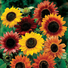 Seeds ripen and the sunflower begins to wilt. Large Flowered Mix Sunflower Seeds At Park Seed