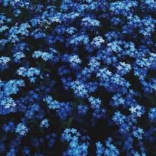 Pin By Cindy Caldwell On Aesthetic Blue Flower Aesthetic Blue Aesthetic Dark Blue Flowers