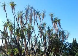 Image result for Yucca gigantea