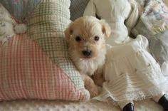 Maltipoo puppies which are considered a designer dog are a result of crossing a poodle with a maltese. 12 Best Maltipoo Rescue Florida Ideas Maltipoo Rescue Maltipoo Maltipoo Puppy