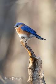 Birds Of Eastern Washington Book Eastern Bluebird Long Island Blue Bird Eastern Bluebird Birds