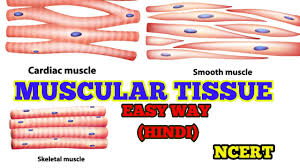 Vedantu class 9 & 10. Muscular Tissue In Hindi Easy Way Ncert Neet
