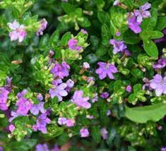 Image result for Cuphea hyssopifolia