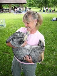 Flemish giant rabbits weigh 6.8 kilograms (15 lb) on average, though the biggest ones can weigh up to 10 kilograms (22 lb), and the longest one on record (in fact, holding the record for the longest rabbit in the world of any kind), measured about 1.3 metres (4 ft 3 in) long. The Flemish Giant Rabbit Animals Library