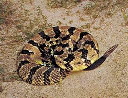 Snake Classification Facts Types Britannica