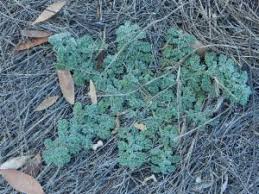 Image result for Coldenia procumbens