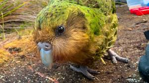 .dunia (coral triangle) yang mencakup indonesia, philipina, malaysia, timor leste bagaimana kondisi laut indonesia? Kakapo Spesies Burung Beo Tergemuk Di Dunia Terancam Punah Akibat Jamur Global Liputan6 Com