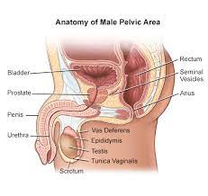 What are the external parts? Overview Of The Male Anatomy
