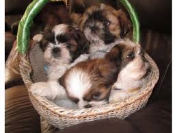 Choosing to adopt a dog or puppy is an exciting time. 56 Puppies Ideas Puppies Puppies For Sale Dogs
