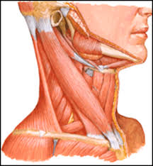 This diagram with labels depicts and explains the details of back and neck muscles. Back Neck Muscles Anatomy Anatomy Drawing Diagram