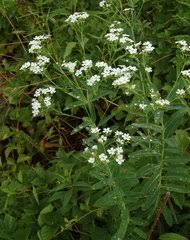 Image result for Neoholstia tenuifolia