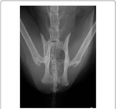 We created an anatomical atlas of abdominal and pelvic ct which is an interactive tool for studying the conventional anatomy of the normal structures based on a multidetector computed tomography. B Ventrodorsal Radiograph Of The Pelvis Of A Cat Showing An Oblique Download Scientific Diagram