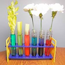 When the color is achieved, rinse the stems well and transfer to your vase. Capillary Action Plants Revealed Food Coloring Experiment