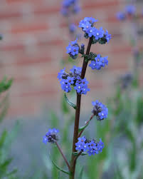 Image result for Anchusa capensis