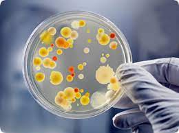 Check spelling or type a new query. Grow Bacteria On Homemade Agar Plates Mad About Science