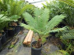 Image result for Cycas thouarsii