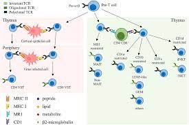 It is situated at the north end of san andrés island, on the caribbean sea. Frontiers Off The Shelf Allogeneic T Cell Therapies For Cancer Opportunities And Challenges Using Naturally Occurring Universal Donor T Cells Immunology