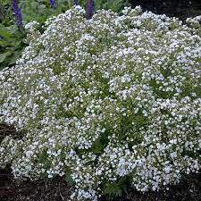 Festival Star Hardy Baby S Breath Gypsophila Paniculata Drought Tolerant Perennials Hardy Plants Plants