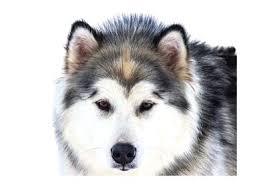 Why buy a puppy or dog when you can adopt all breeds, sizes and ages for absolutely free. Barks In Husky Price In India Where To Buy Siberian Husky In India