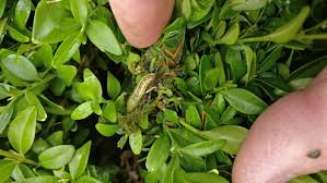 Image result for caterpillar box tree moth inside buxus plant
