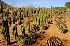 ··· special design artificial large cactus decorative indoor plants for sale * each designed to the highest standard with great detail to give a realistic look. Cactus Succulent Paradise Review Of Obesa Cacti Nursery Graaff Reinet South Africa Tripadvisor