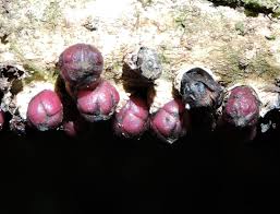 Image result for Apodanthaceae