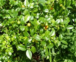 Image result for Cassinopsis ilicifolia