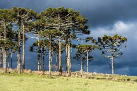 Thin, easily to peel shell. Araucaria Angustifolia Brazilian Pine Tree