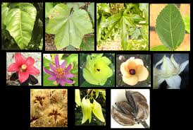 Image result for Malvaceae subfamily Grewioideae