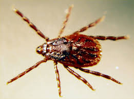 Before you can treat you need to know the areas that ticks are start at the back of the house and make your way to the front, spraying every floor in your home. Brown Dog Tick Plant Pest Diagnostics
