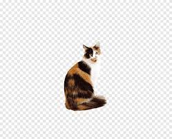 Persians are very sweet in nature, and tend to prefer quiet, peaceful households. Calico Cat Kitten Dog Popular Cat Names Cat Looking Back Mammal Cat Like Mammal Png Pngegg