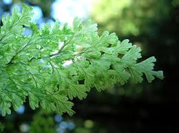 Image result for Hymenophyllaceae