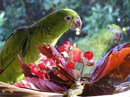Alternative Foodstuffs Our Parrots Love To Eat