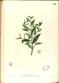 Image result for Ludwigia erecta