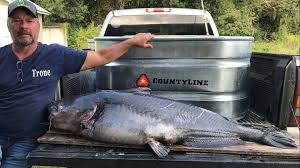 They are sometimes caught by accident. Tim Trone Sets Georgia Record With 110 Pound Blue Catfish Catch 11alive Com