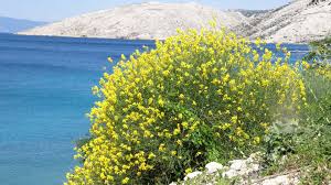 Image result for Spartium