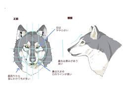 Dibuje una m curvilínea en la parte delantera de la cabeza para la boca abierta, y una pequeña oreja atipsndo a la parte posterior del animal. Como Dibujar Un Zorro Y Un Lobo Medibang Paint