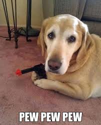 Fun Claw Funny Cats Funny Dogs Funny Animals Funny Animal Pictures With Captions 21 Pics Gonna Army Cra Funny Animals Funny Animal Pictures Cute Animals