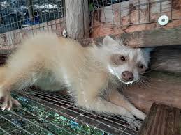 Check spelling or type a new query. Albino Raccoon Picture Of Skunkie Acres Citra Tripadvisor