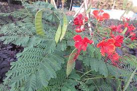 Image result for Caesalpinia rubra