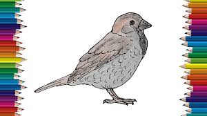 Check spelling or type a new query. How To Draw A Sparrow Step By Step Bird Drawing Easy For Beginners