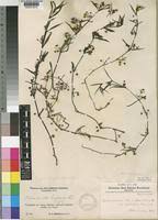 Image result for Oldenlandia lancifolia