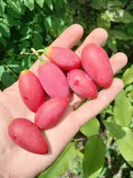 Image result for Coccinia grandis